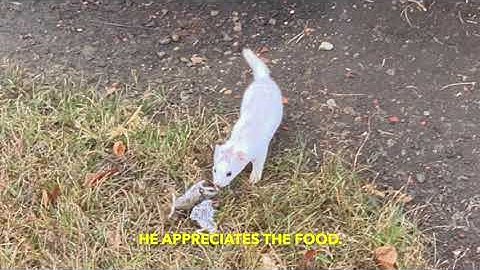 Weasel in a rat trap