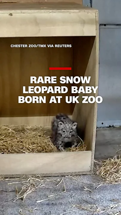Rare snow leopard baby born at UK zoo