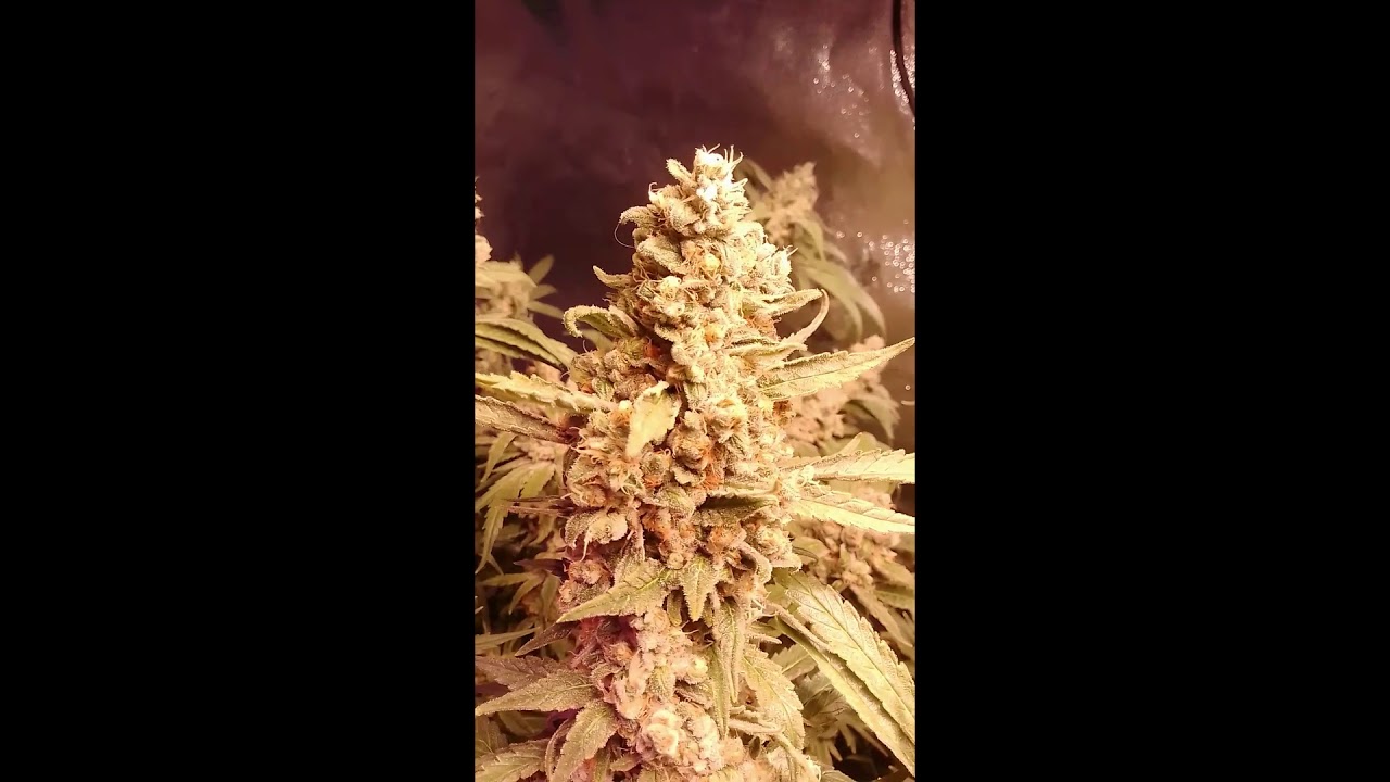 Blueberry (Dutch Passion) pt5