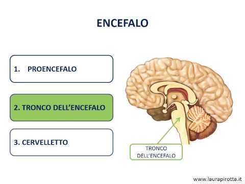 12. Il sistema nervoso centrale (SNC)