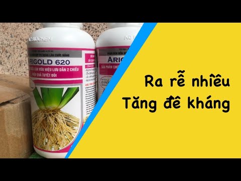 Video: Ari Gold trị giá bao nhiêu?