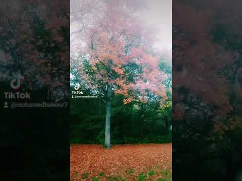 أصالة نصري ياليلي واحشني حبيبي
