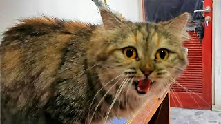 Ini Tanda Kucingmu Sedang Birahi by My Kitty Diary 762 views 2 years ago 4 minutes, 54 seconds