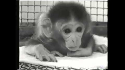 Socialization lecture 1