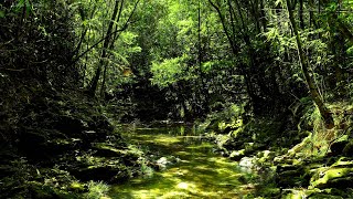 Beautiful stream sound under green trees. birds chirping. Relax with natural space. Sleep. ASMR