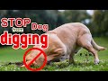 HOW TO STOP YOUR DOG DIGGING UP HOLE IN YARD.