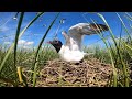 A look at the secret lives of laughing gulls, the bird-turned-villain at the Jersey Shore