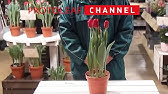 アイスチューリップの育て方 日常管理 Youtube アイスチューリップの育て方 日常管理 Youtube