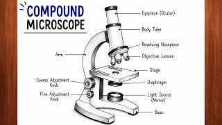 Microscope drawing | Easy way to draw microscope step by step | Compound Microscope