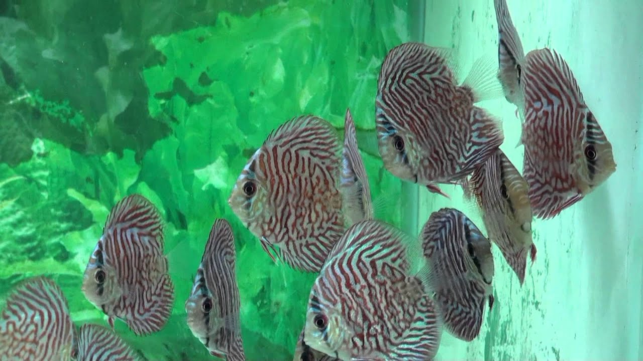 Tiger Turquoise Discus Fish - Gwynnbrook Farm 