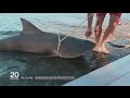 Attaques de requins à la Réunion : baignade sous protection - 18/02/2016