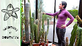 How to Harvest Cactus Seed - Schlumbergera - Christmas Cactus