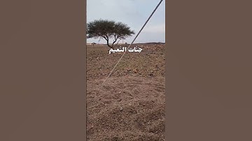 آيات من سورة القلم | بصوت انس المالك