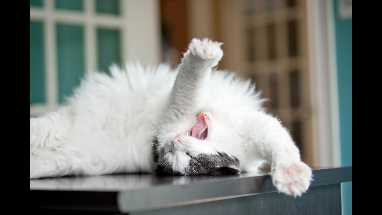 Cats 😻 - Cute and Funny 😁Cats😻 Videos 29 #2020 #cats #dogs #Compilation