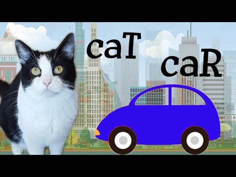 Video: Var är en katts bil?