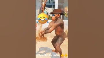 Funny gorilla dance 😂 #youtubeshorts #shortvideo #tiktok #viral #gorilla #funnyvideo #animaldance