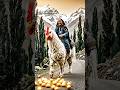 Surah Al-Fatiha 🩶🤲 The  Golden  chicken🐔 #shorts #quran #alfatihah #aivideo #trending