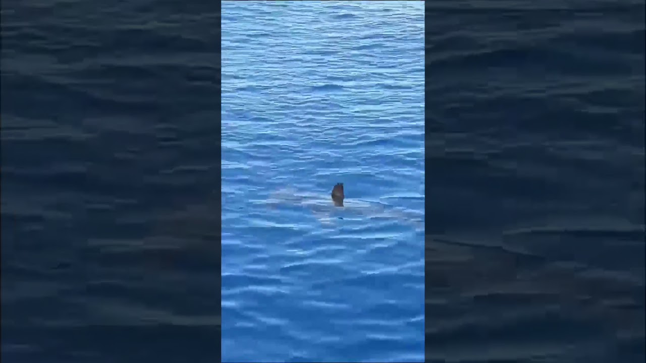Avistan un Tiburón Martillo en Punta del Moral