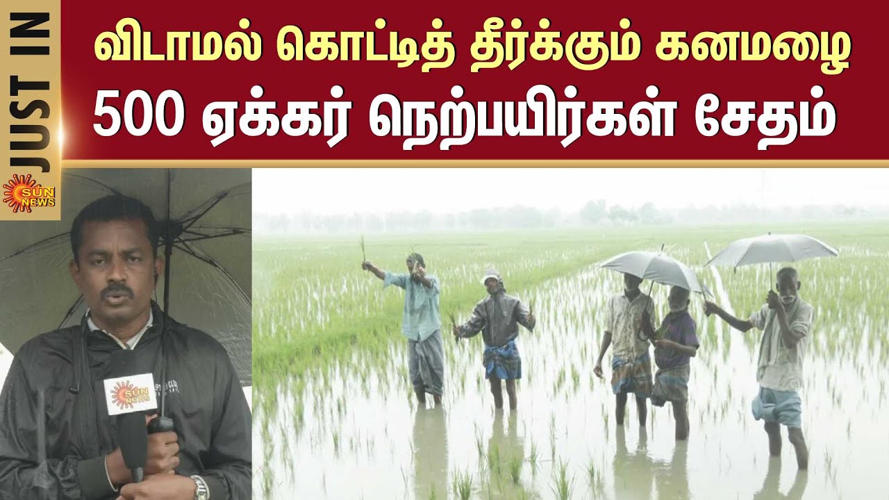 Heavy Rain in Mayiladuthurai | Paddy Damaged | TN Rain | Cyclone Alert ...