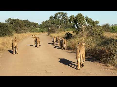 معمم شرس 🤣 منذ عشرات السنين انتظرك ياشيخ رامي