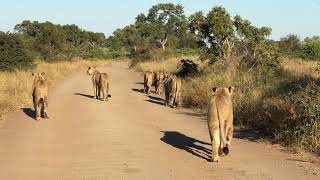 Let's Follow Seven Hungry Lionesses