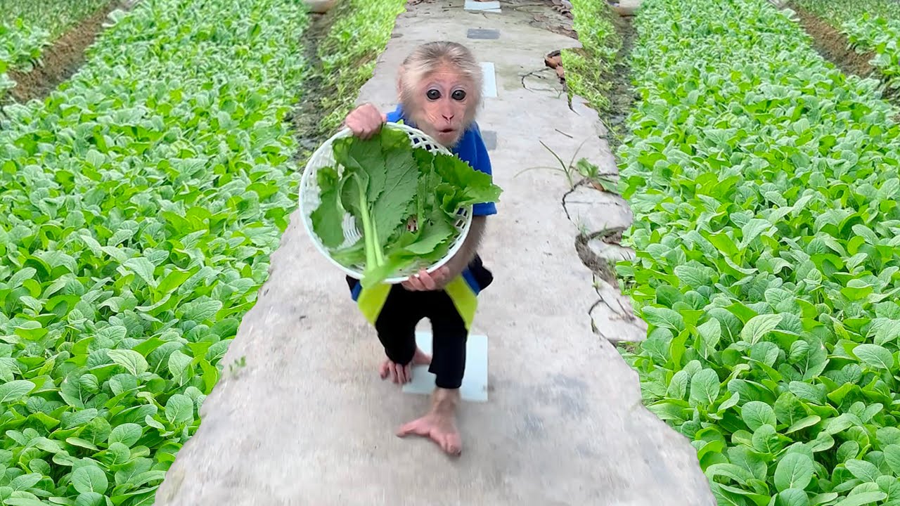 Monkey Mynu happily harvests vegetables on his little farm!