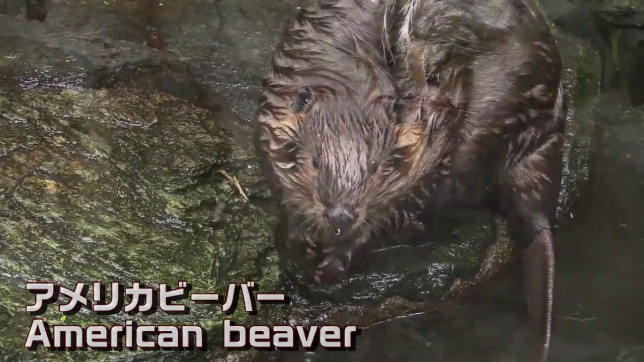 遊びたいビーバー赤ちゃんと心配性の家族 Beaver Baby Wants To Swim And Worried Family Youtube
