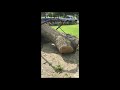 Loading Red Oak Log Using Log Loader Arch In Allen, TX