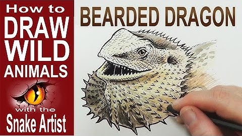How to Draw a Bearded Dragon