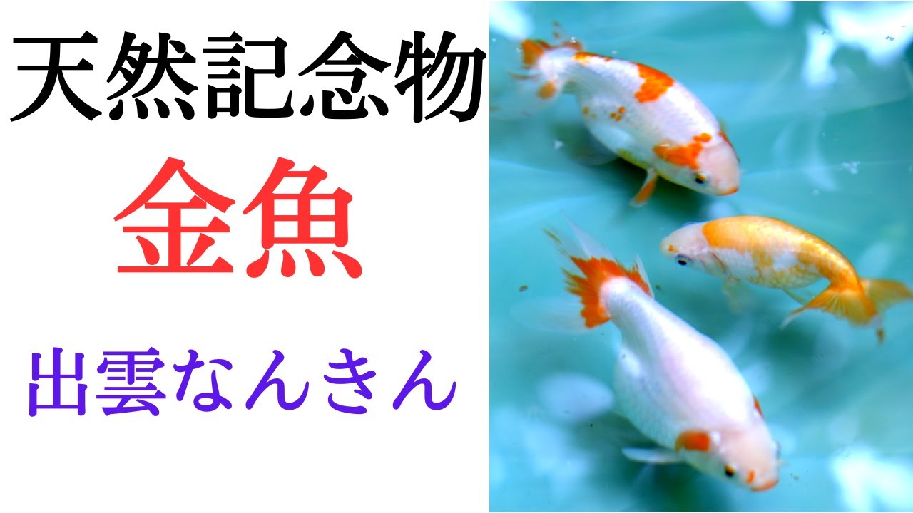 6匹セット出雲ナンキン、金魚希少、天然記念物 I keep Izumo Nankin goldfish, a natural monument. (Izumo Nankin