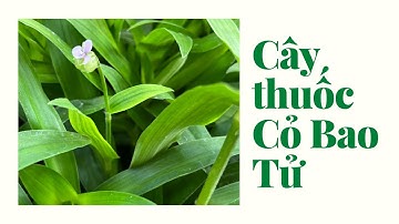 Tác dụng của cây thuốc CỎ BAO TỬ