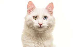 Famous Turkish angora #animals Profile