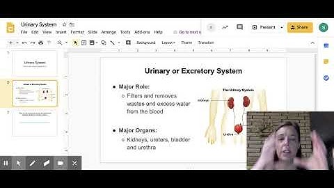 Urinary System - Google Slides