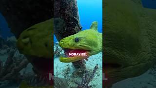 this is an underwater ALIEN👽