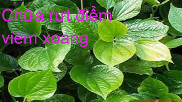 Cách chữa VIÊM XOANG bằng lÁ lỐT đơn giản hiệu quả 100% - chữa xoang tại nhà cực kì hiệu quả