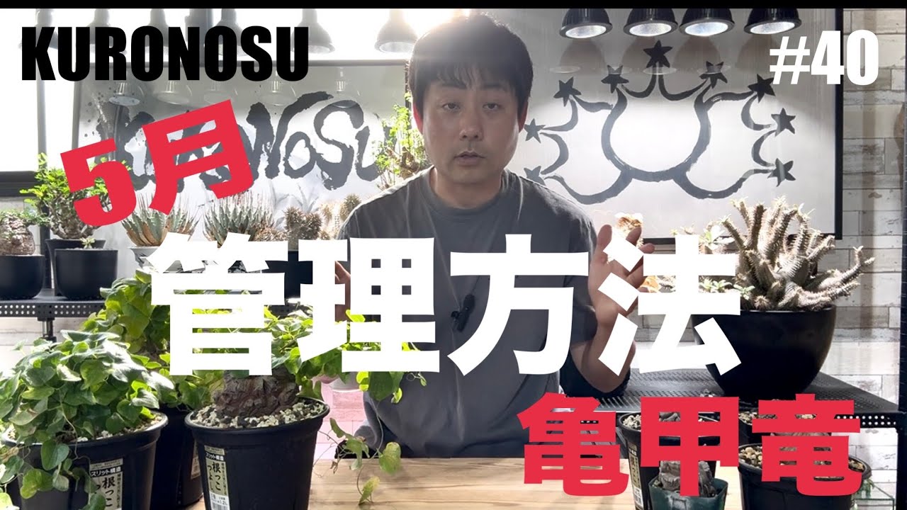 5月の『亀甲竜』管理方法🌈 - YouTube