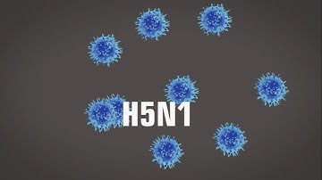 Animation how to prevent avian flu