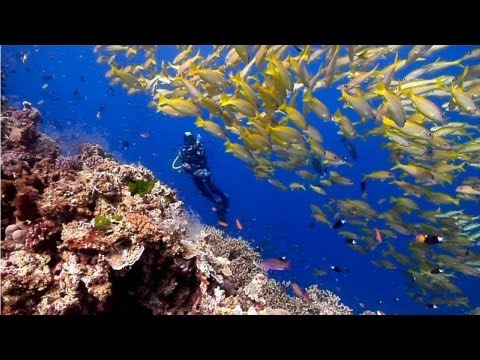 Australias Great Barrier Reef  beautiful underwater nature  Scuba Diving the Ribbon Reefs HD