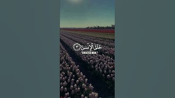 تلاوة من سورة الرحمان | احلى تلاوة❤