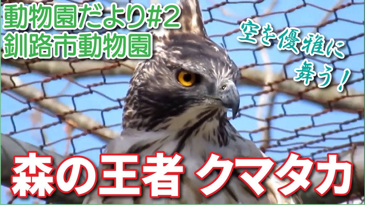 釧路市動物園より 森の王者クマタカをご紹介 第2回エコチルライブ 地球にやさしい子ども達を育む環境教育メディア