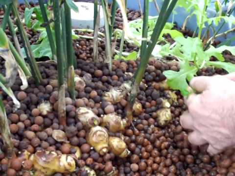 Ginger grown in an Aquaponics system with expanded clay ...