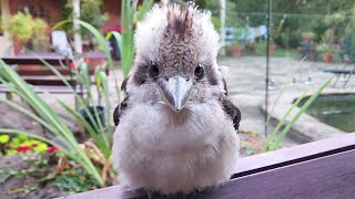 Fluffy kookaburras are back in town!! (and one of them refuses to get off my arm)
Subscribe for weekly Aussie bird videos! 🦜
If you would like to support Australian wildlife and the production of future videos you can buy me a $1 coffee here: www.buymeacoffee.com/bboa
50% of the funds will be donated to various wildlife charities and the other 50% will go towards production costs of future videos allowing me to create higher quality videos showcasing a wider range of Australian animals.
Weve donated $300 to Wildlife Victoria, $200 to North Queensland Wildlife, $100 to Kiwis New Life Bird Rescue, $100 to A Better Life for Foster Kids, $100 to Bicycles For Humanity, $100 to St Vincent de Paul Society, $400 to rare genetic diseases + $728 donated from our amazing fans.
Please check with your local wildlife experts before offering any food to the native wildlife in your area. What I offer these birds is an occasional treat and only a tiny portion of their overall diet.
More information can be found at these resources:
https://www.brisbanebirdvet.com.au/wp-content/uploads/Good-Practice-when-Feeding-Wild-Birds.pdf
https://www.wombaroo.com.au/wp-content/uploads/2020/12/Wombaroo-Bird-Booklet.pdf
Backyard Birds of Australia Cute Birb Videos Fluffy kookaburras are back in town!! (and one of them refuses to get off my arm)