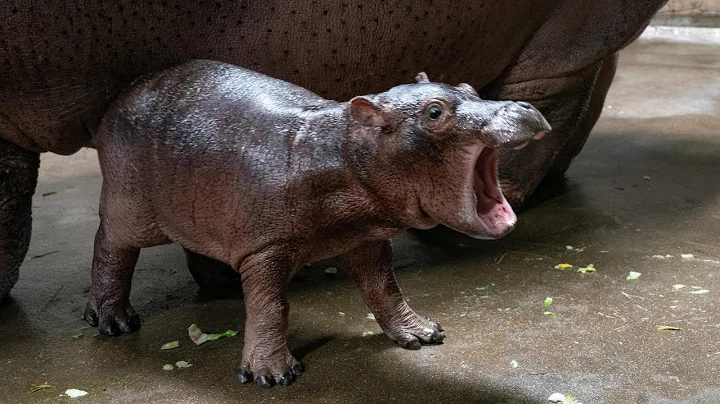 Fiona the hippo has a little brother! Cincinnati Z...