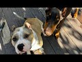 Feed my American Bully and Doberman with me