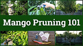How to Grow Mango Tree in Pot 