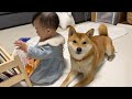 ママ不在の中、娘の子守をしてくれる柴犬兄さんが頼もしかった