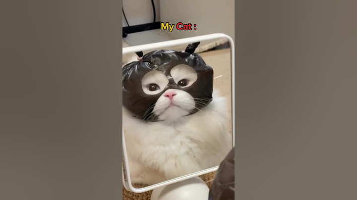 Me vs My Little Bro Other's Cat vs My Cat 🥲😂... #subscribe #like #cute #catlovers #funny #shorts