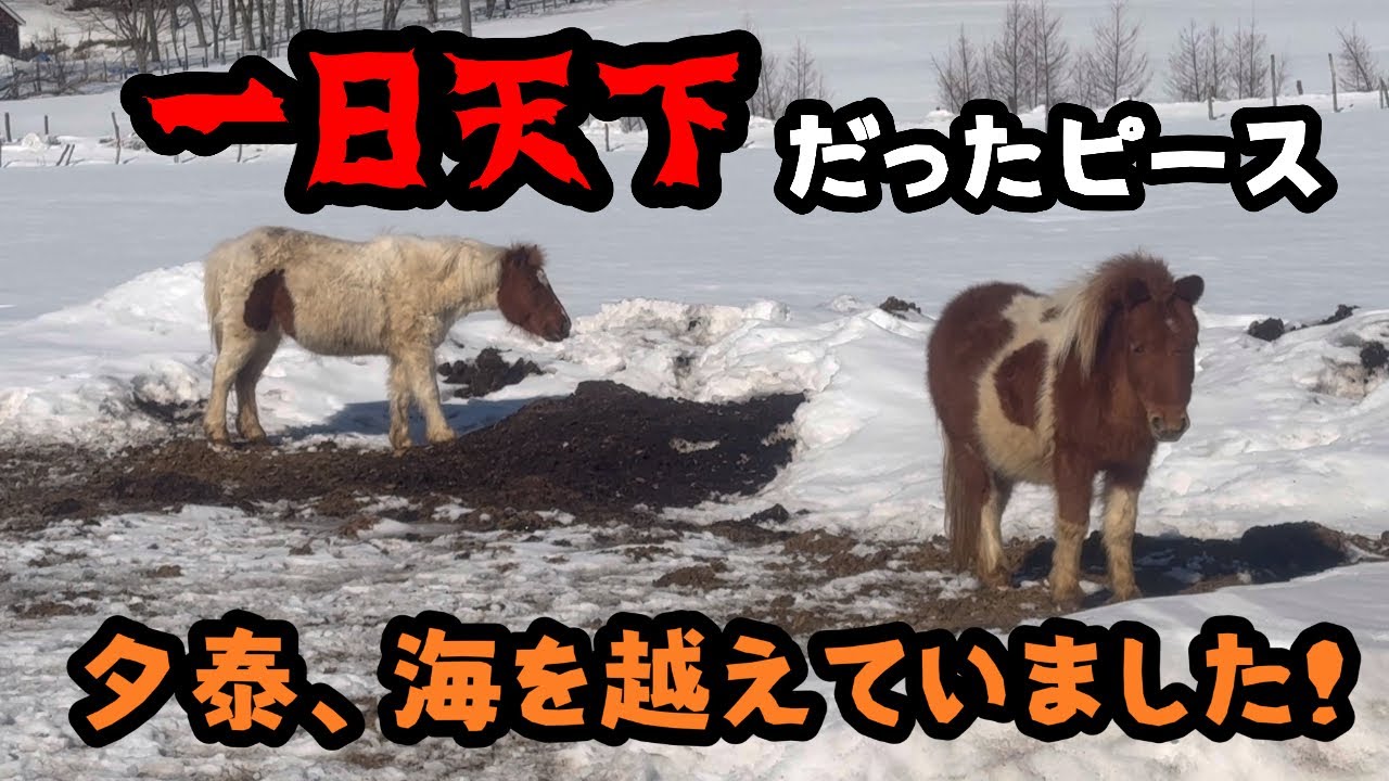 【馬】一日天下だったピース　　夕泰、海を越えていました！