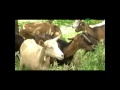 Ecological Goat Production TvAgro Por Juan Gonzalo Angel Ecological Goat Production TvAgro Por Juan Gonzalo Angel