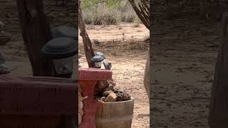 Two love birds in Southern Arizona- watch out for that stick!